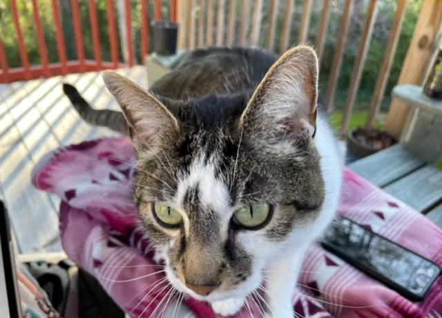 Lost cat in Marietta, GA, 30068