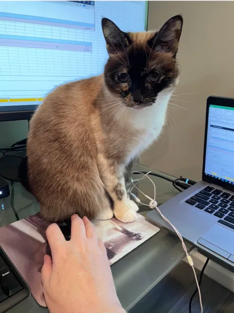 Lost cat in Marietta, GA, 30068
