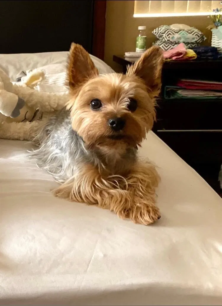 Lost dog in North Las Vegas, NV, 89031