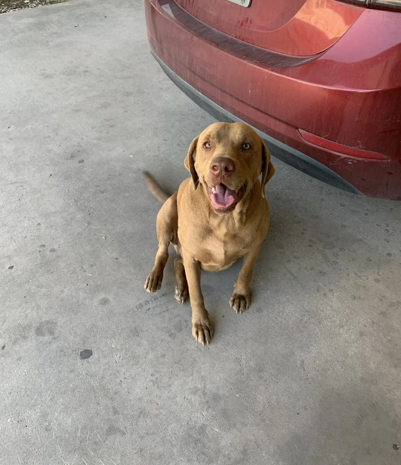 Lost dog in Crosby, TX, 77532