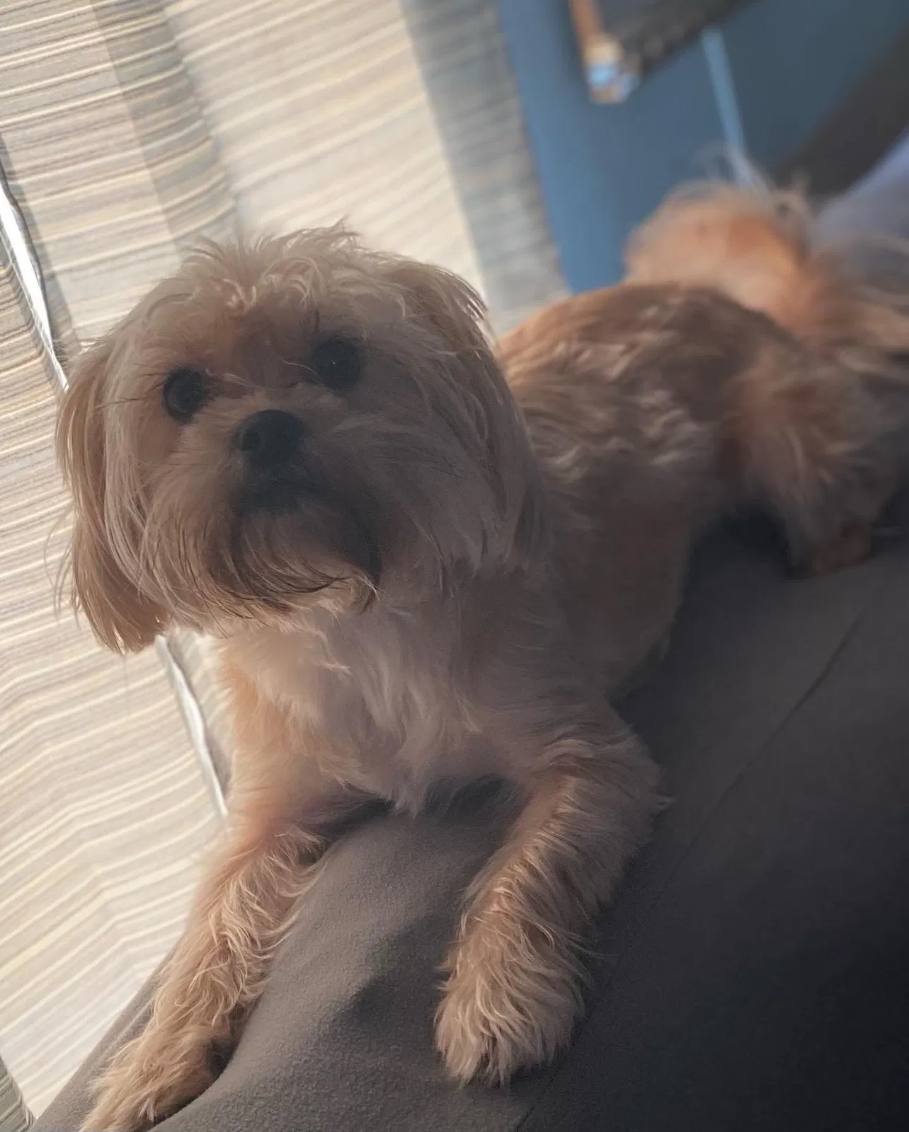 Lost dog in Rock Hill, SC, 29732