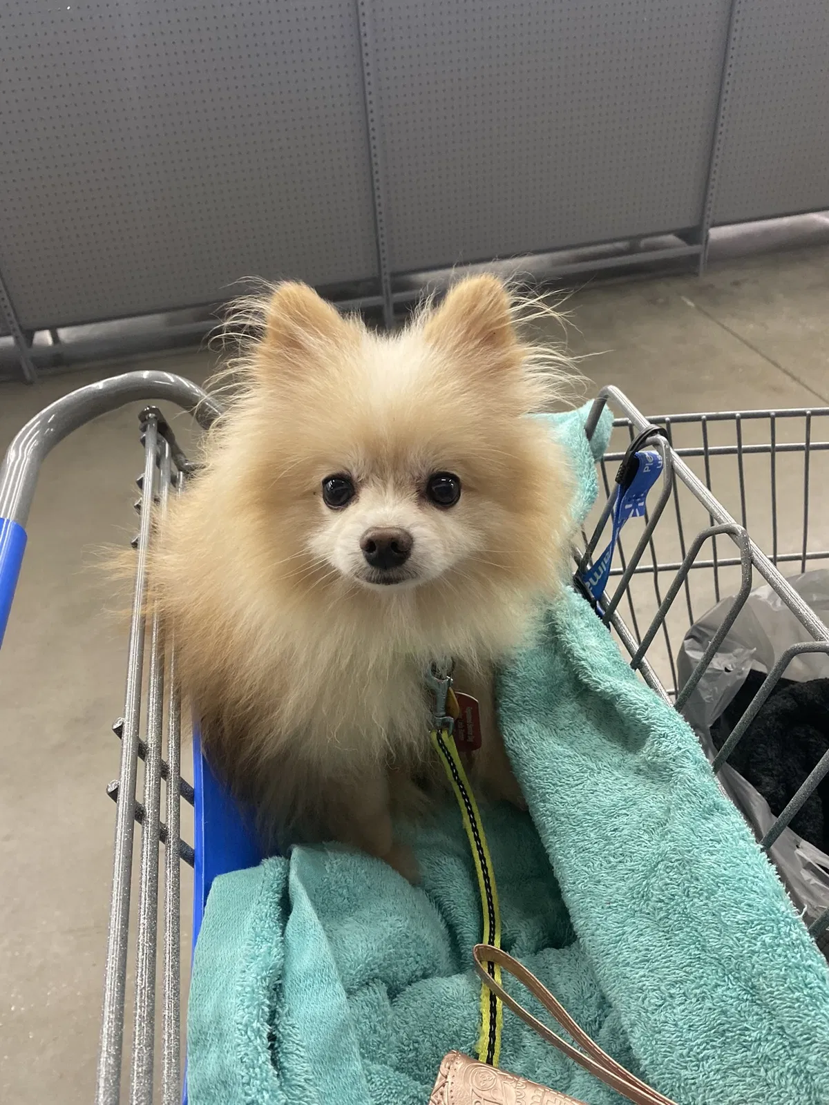 Lost dog in Lakeland, FL, 33801