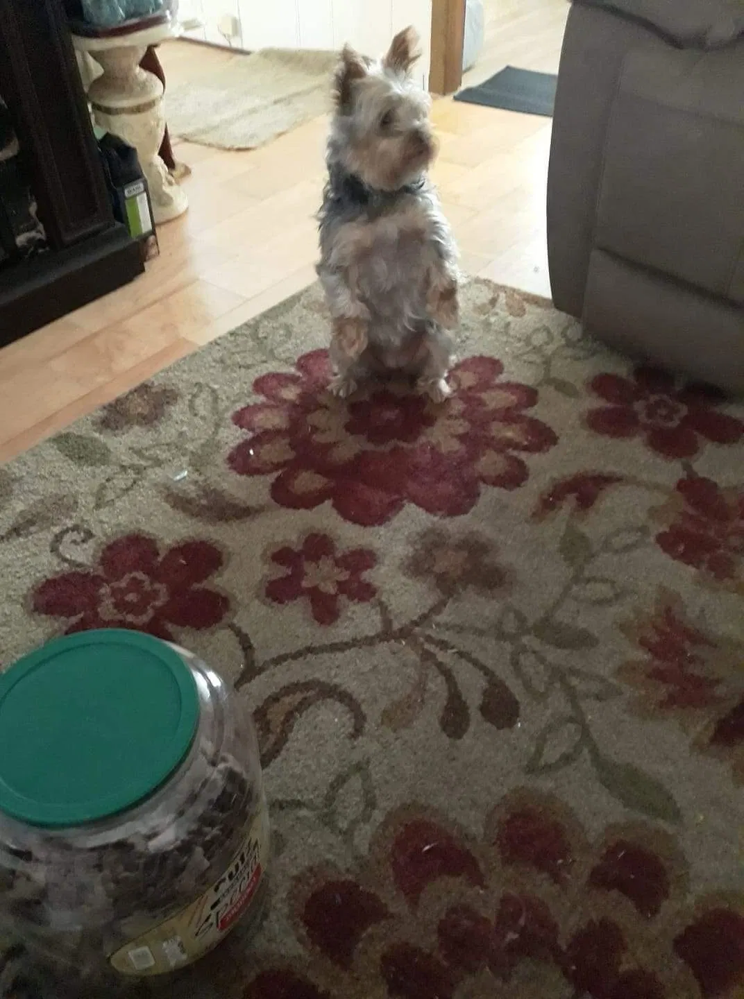 Lost dog in Zephyrhills, FL, 33541