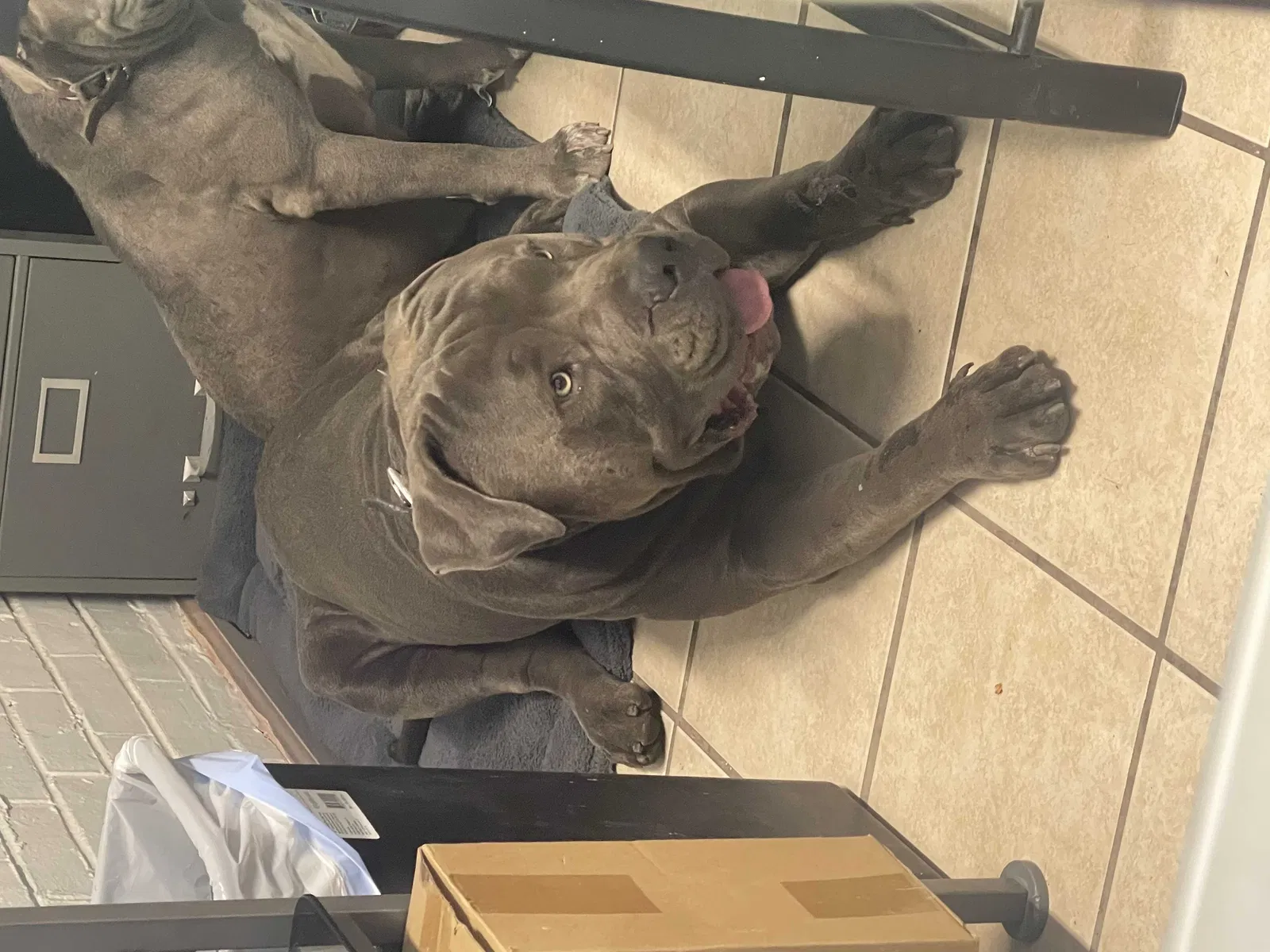 Lost dog in El Paso, TX, 79905