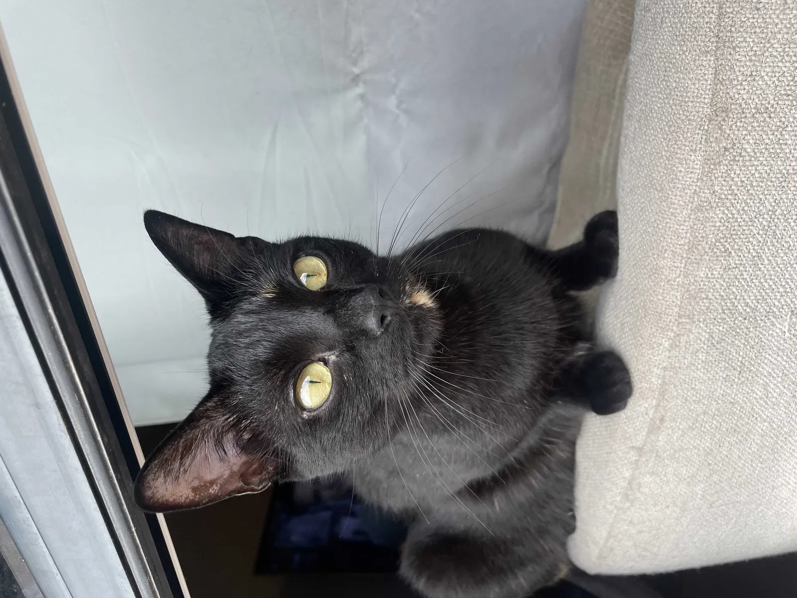 Lost cat in Stillwater, OK, 74074