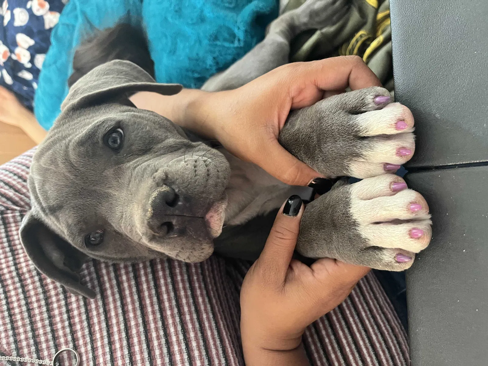 Lost dog in San Diego, CA, 92105
