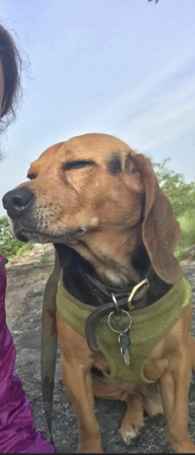 Lost dog in China Grove, NC, 28023