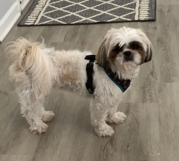 Lost dog in High Point, NC, 27263