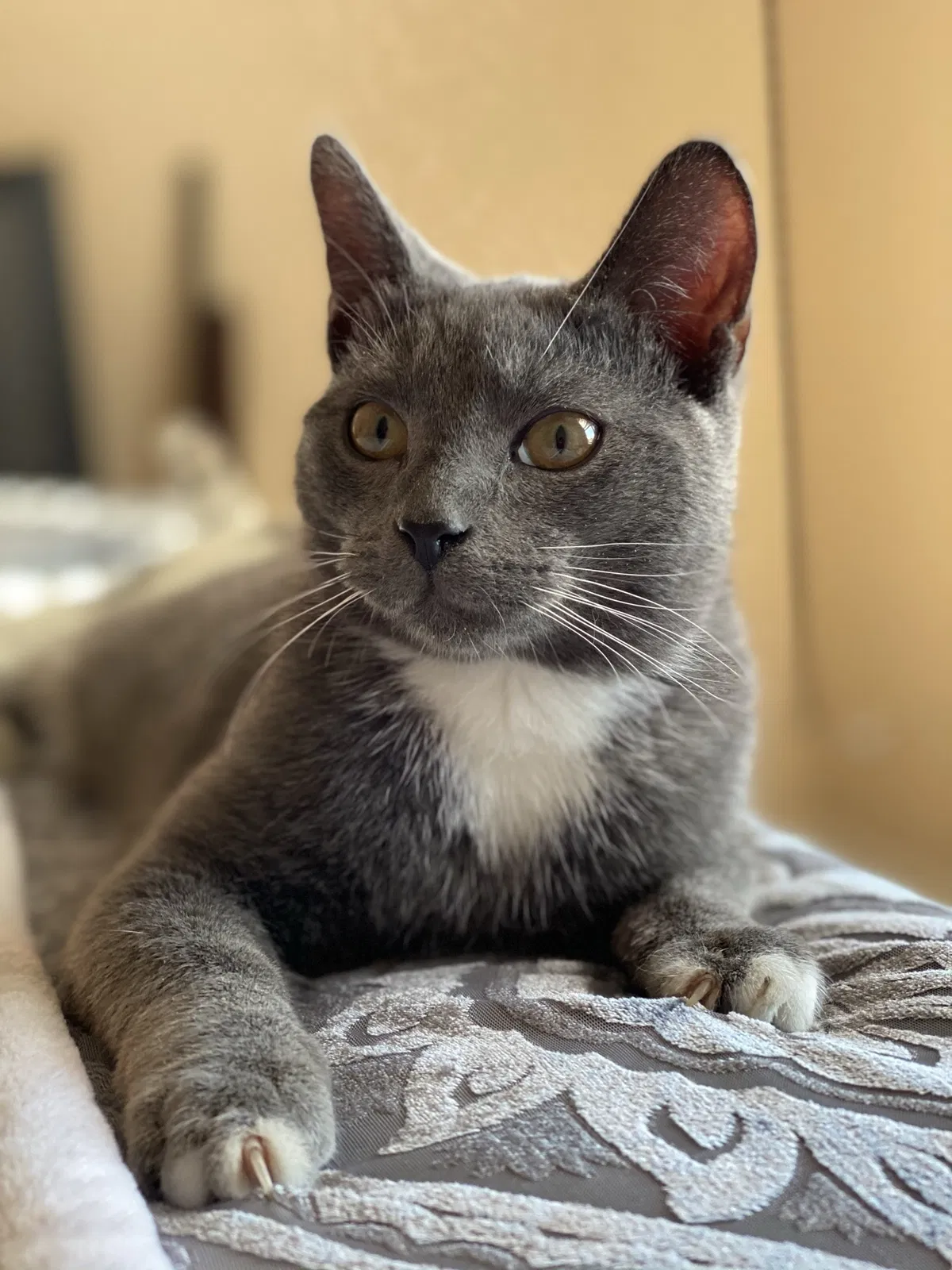Lost cat in Killeen, TX, 76542