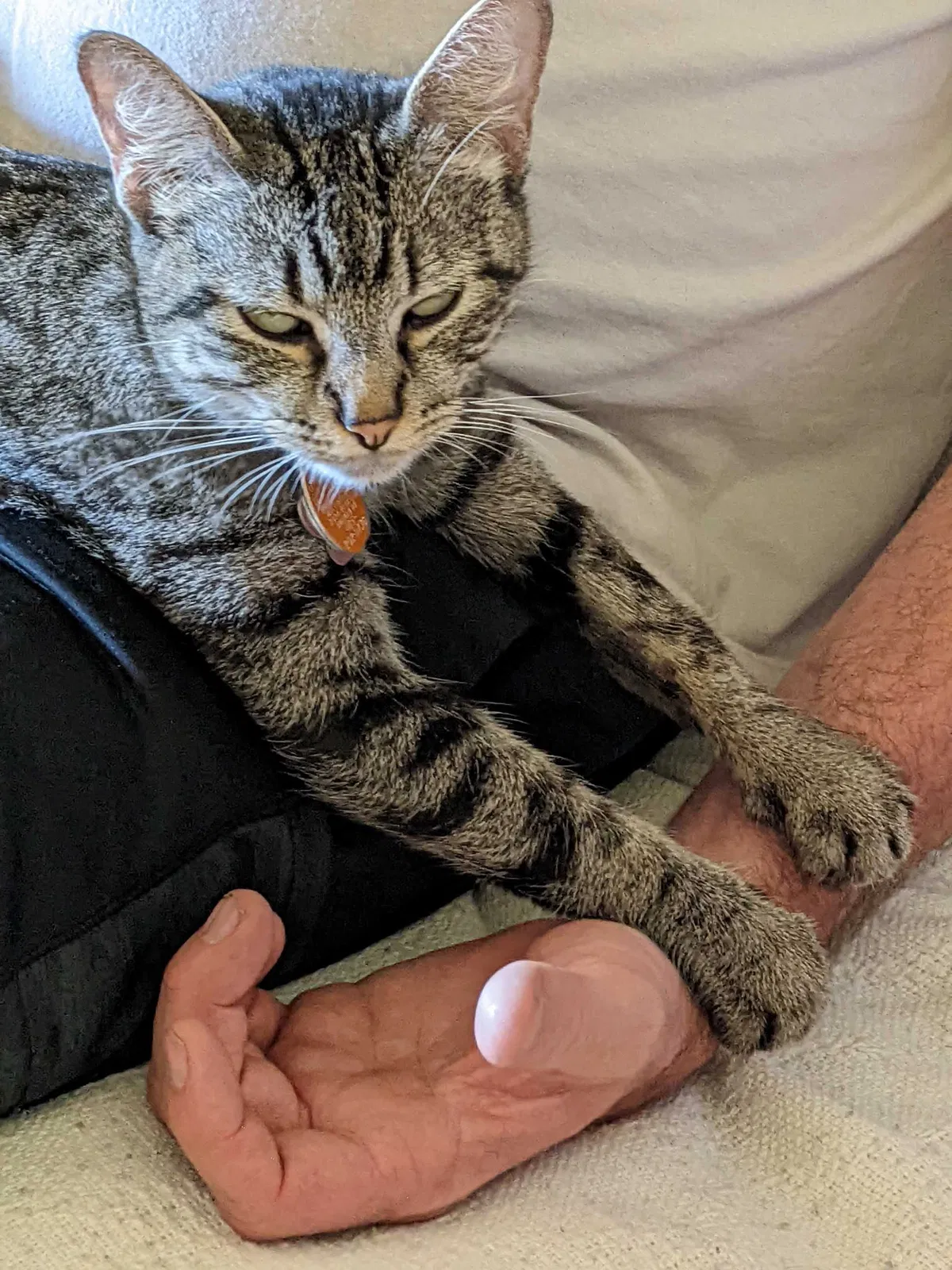 Lost cat in Norman, OK, 73072