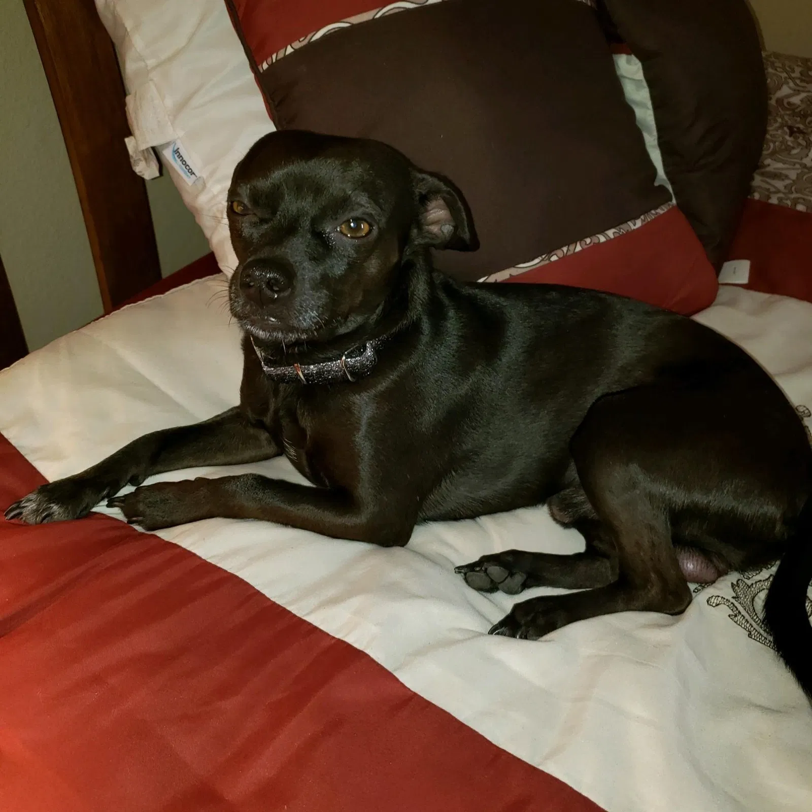 Lost dog in Phoenix, AZ, 85009