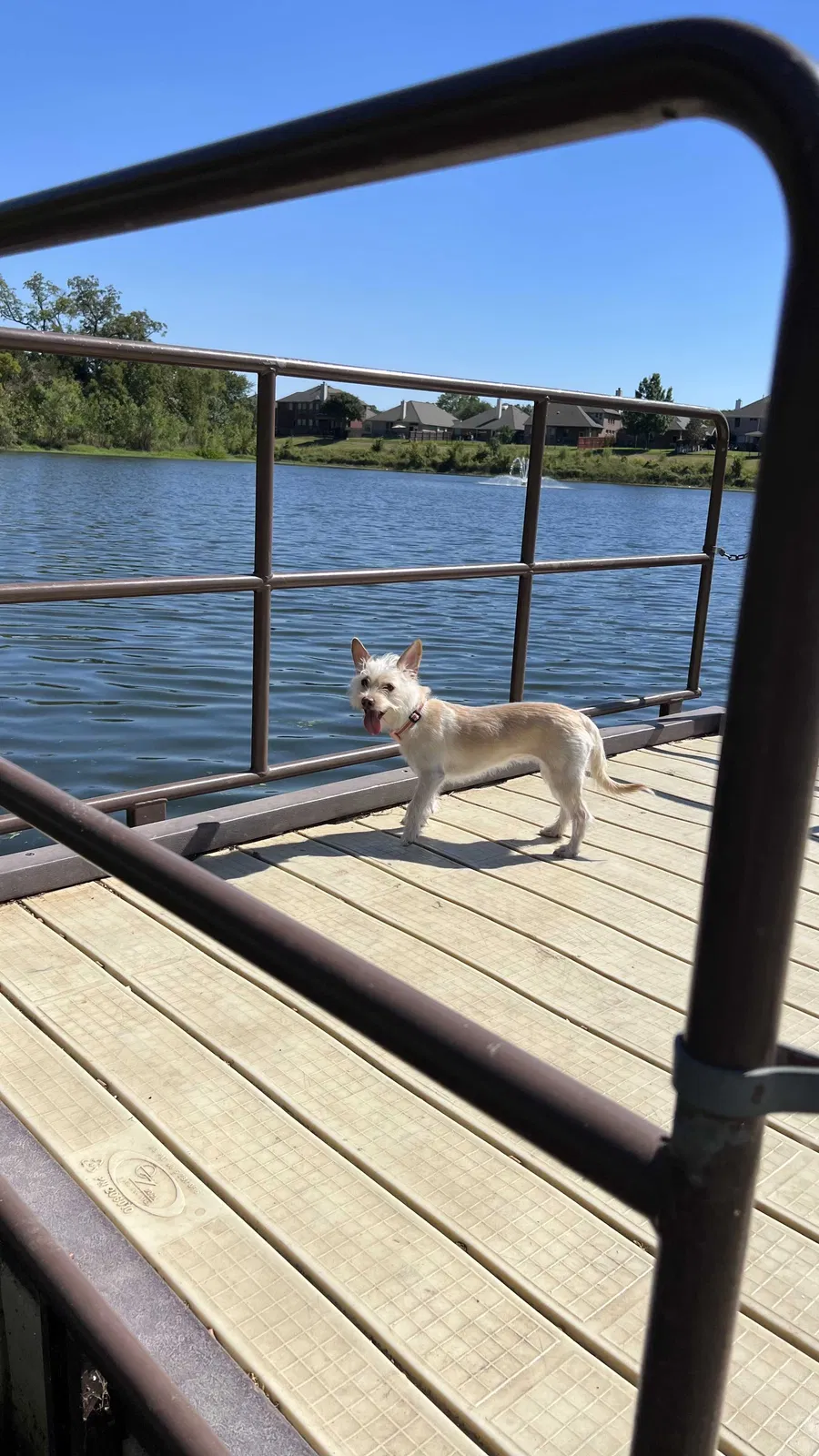 Lost dog in Fort Worth, TX, 76112