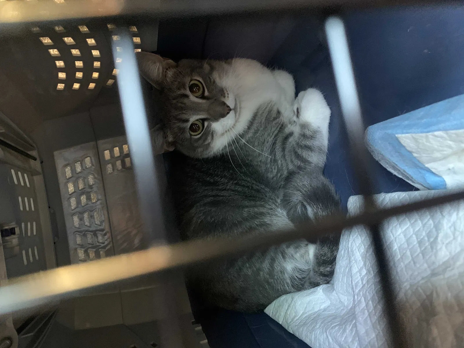 Lost cat in La Habra, CA, 90631