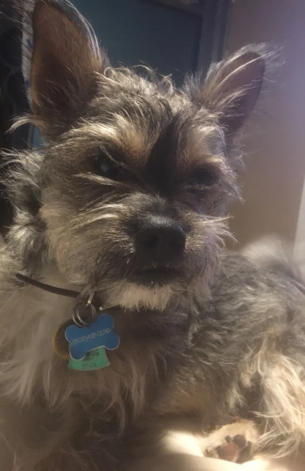 Lost dog in Amarillo, TX, 79110