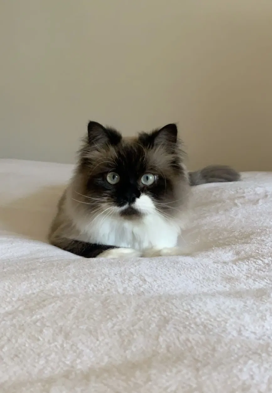 Lost cat in Vallecito, CA, 95251