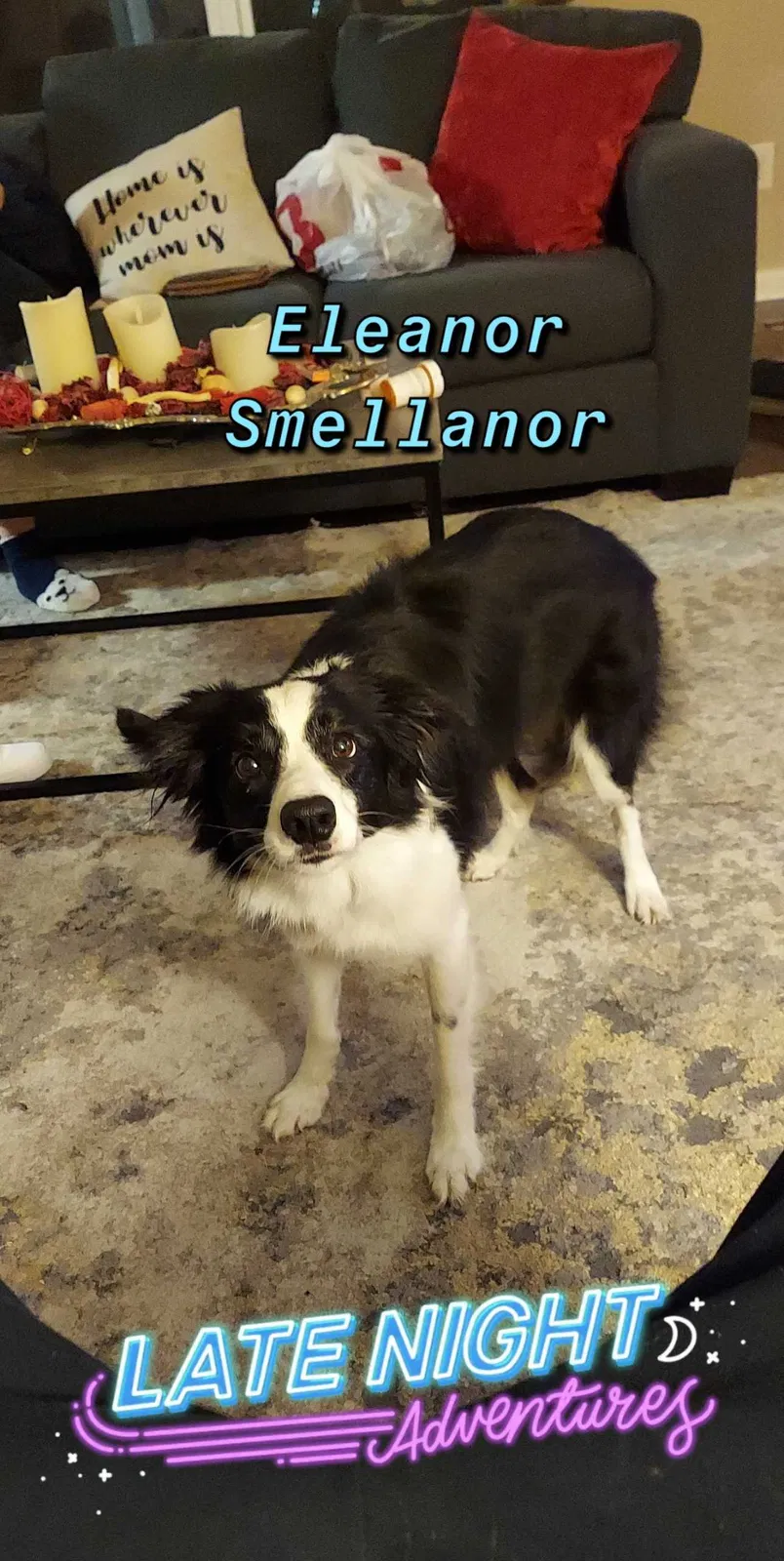 Lost dog in Howe, TX, 75459