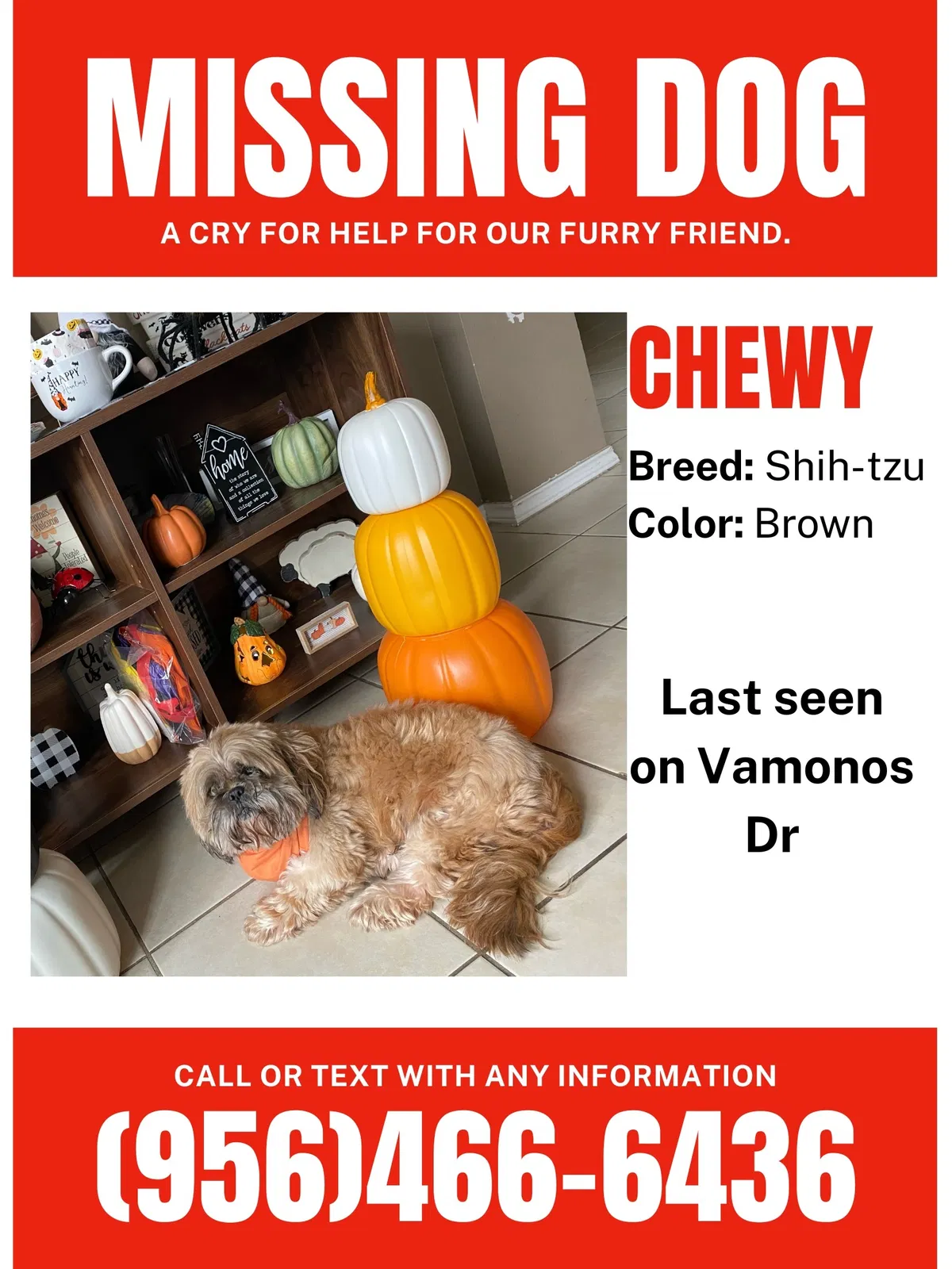 Lost dog in Brownsville, TX, 78526