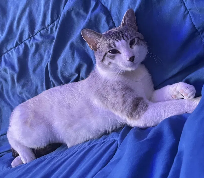 Lost cat in San Antonio, TX, 78232