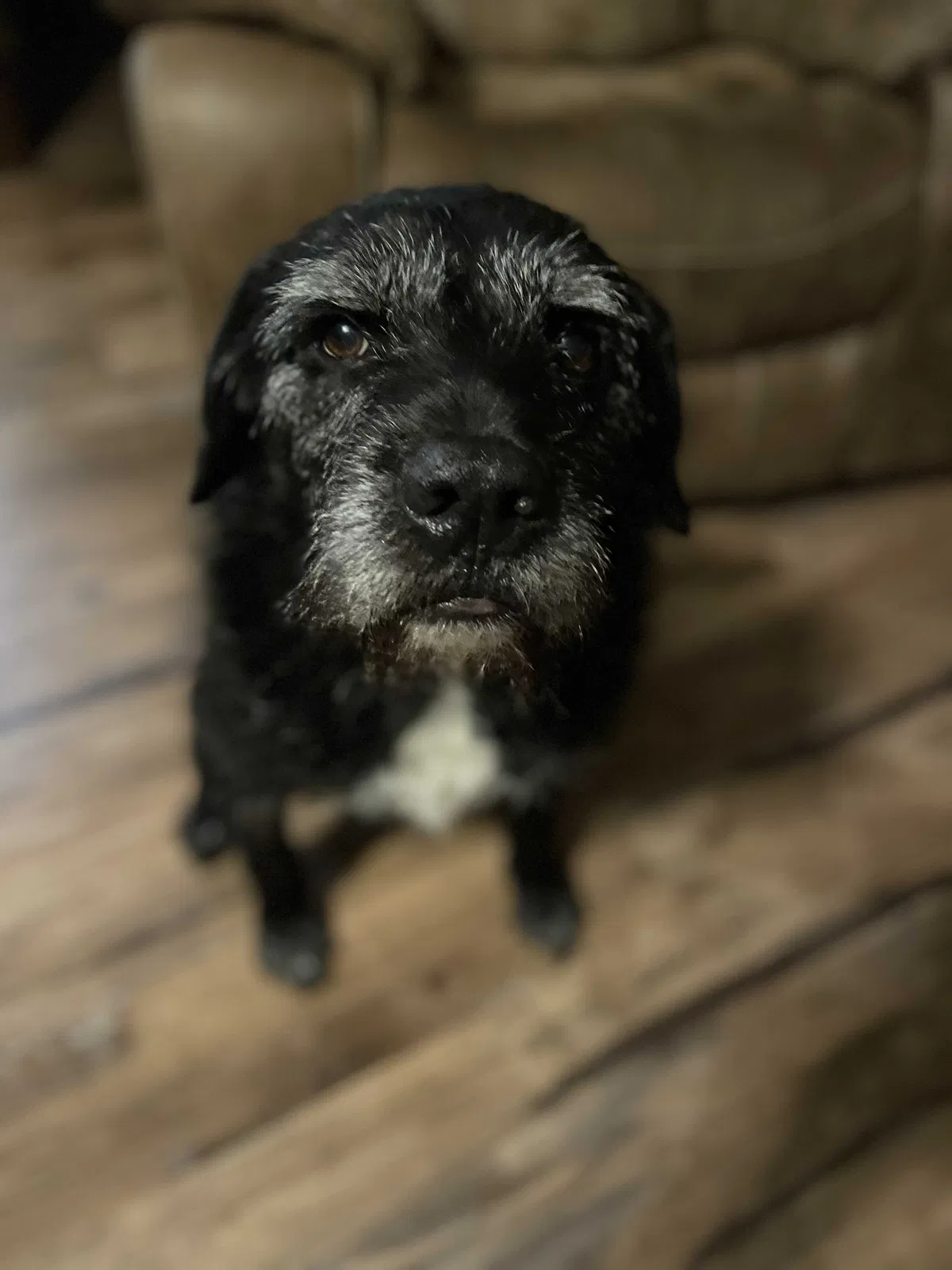Lost dog in Lenoir City, TN, 37772
