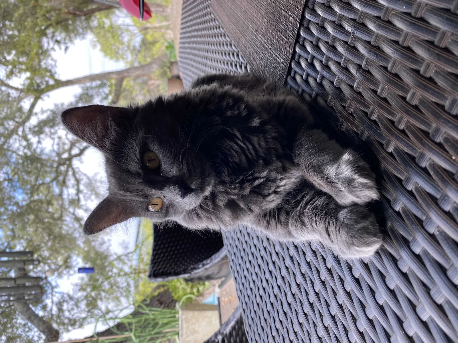 Lost cat in Austin, TX, 78736