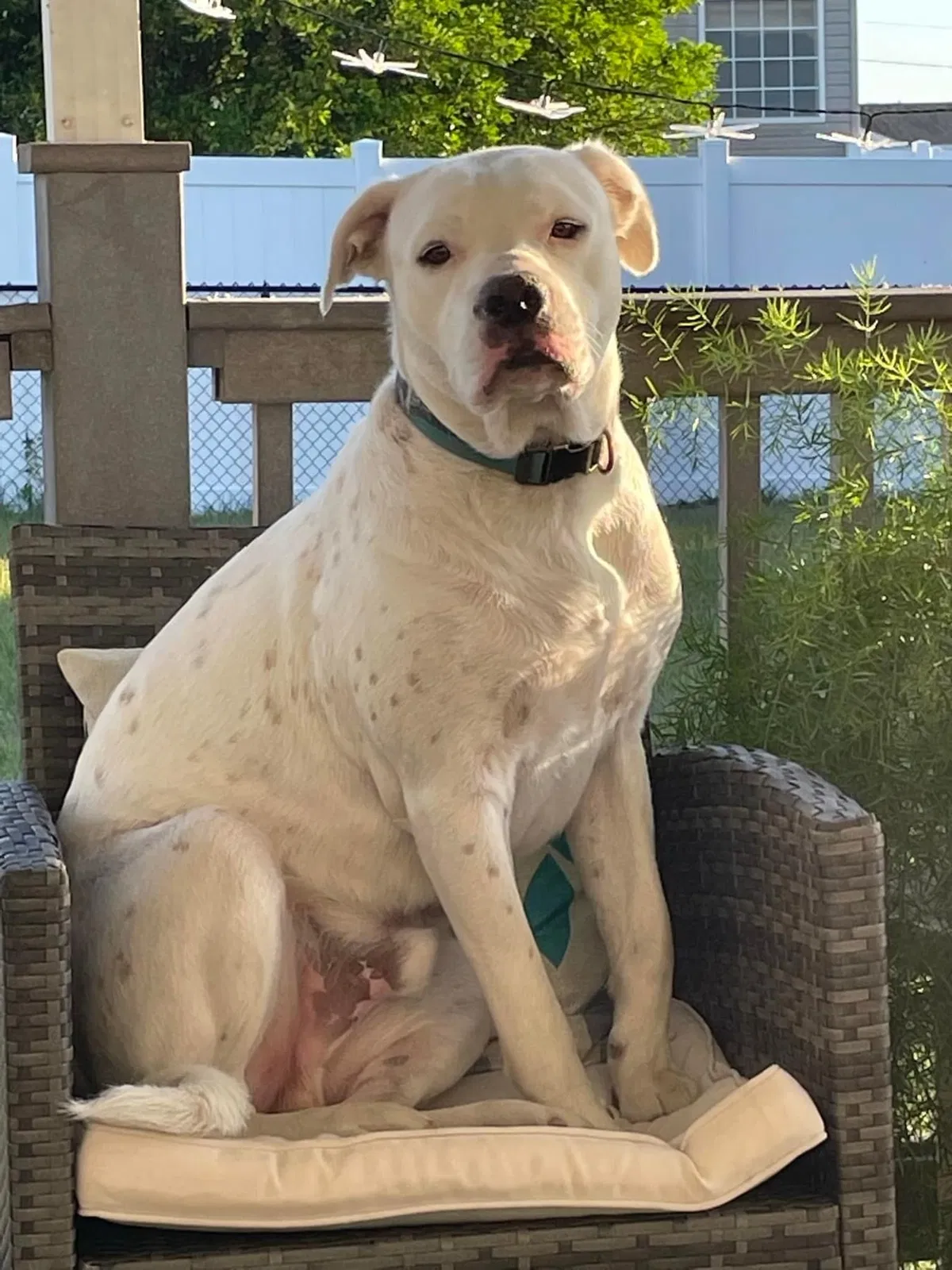 Lost dog in Summerfield, FL, 34491