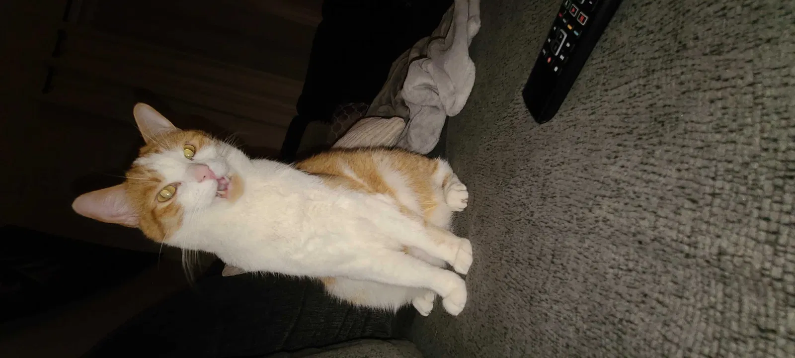 Lost cat in Cedar Falls, IA, 50613