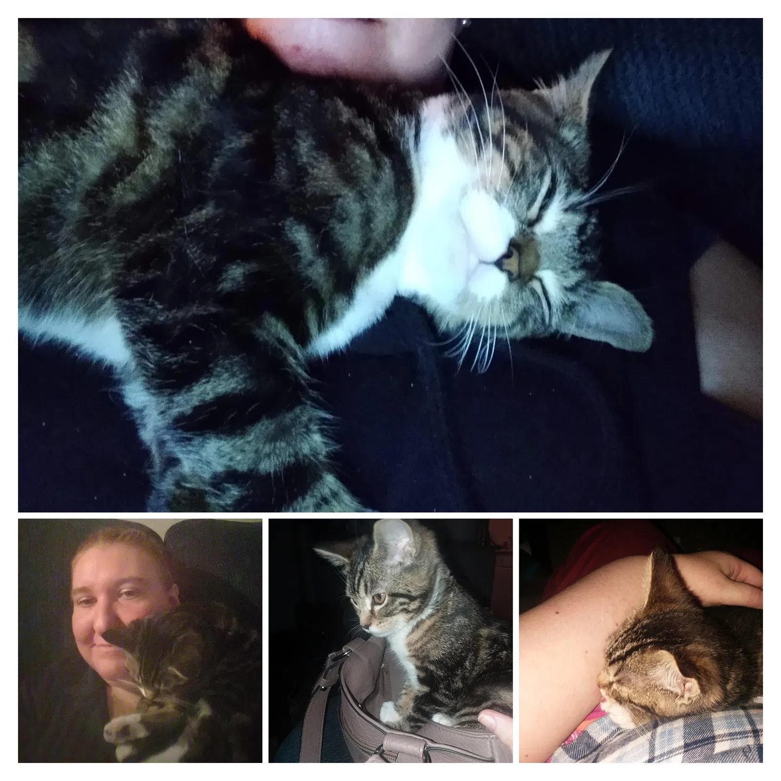 Lost cat in Seattle, WA, 98125
