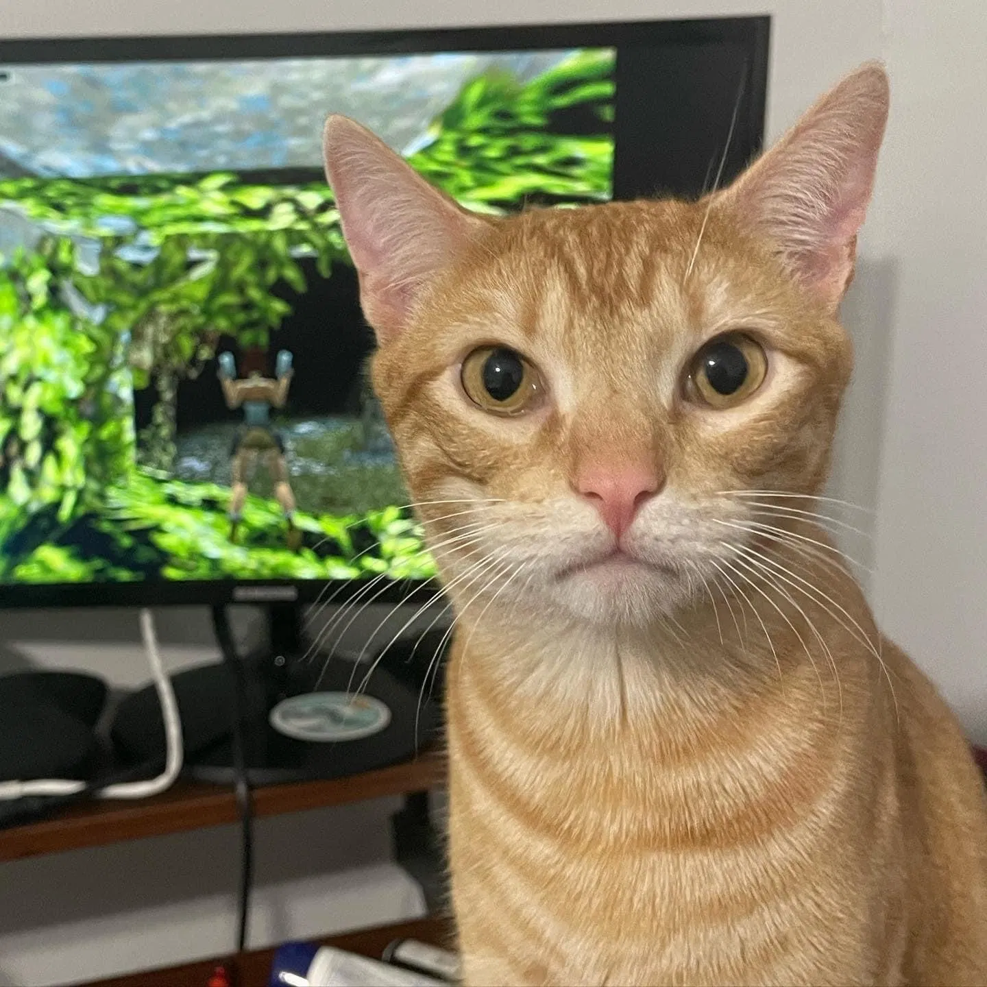 Lost cat in Houston, TX, 77045