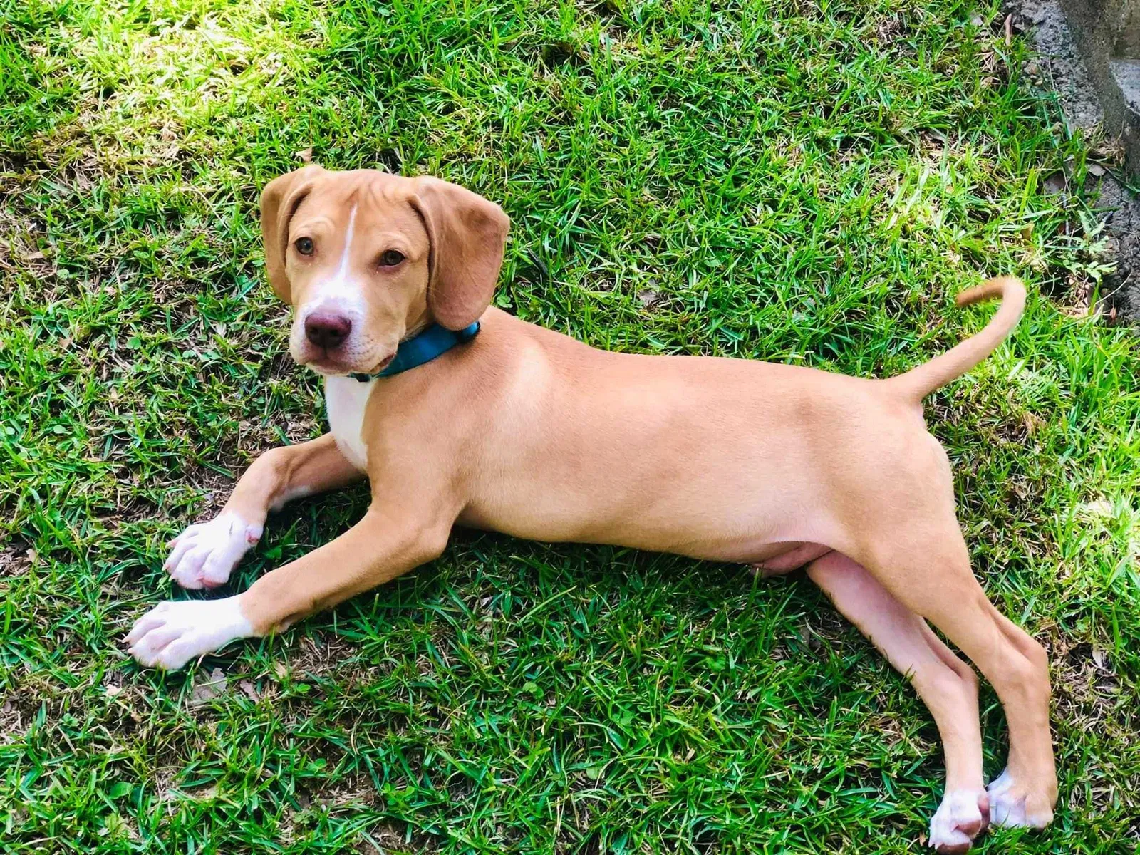 Lost dog in Tallahassee, FL, 32303