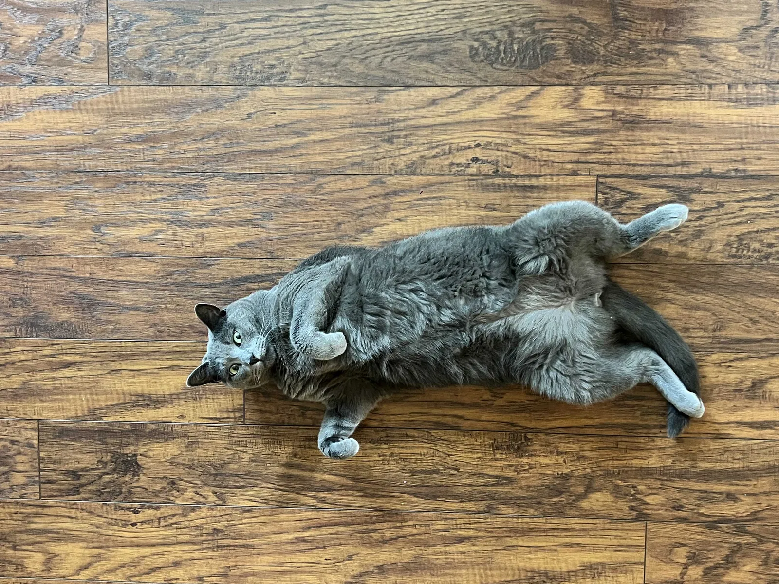Lost cat in O Fallon, MO, 63366