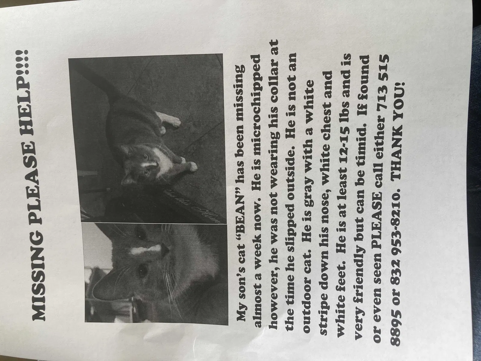 Lost cat in Tomball, TX, 77375