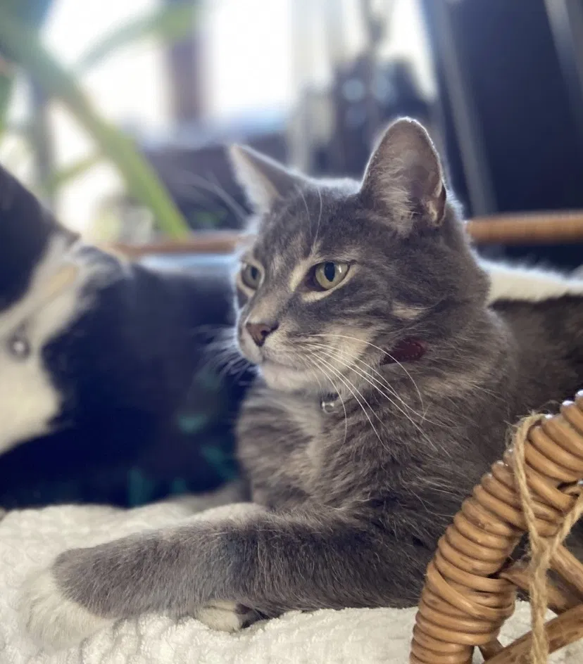 Lost cat in Granada Hills, CA, 91344