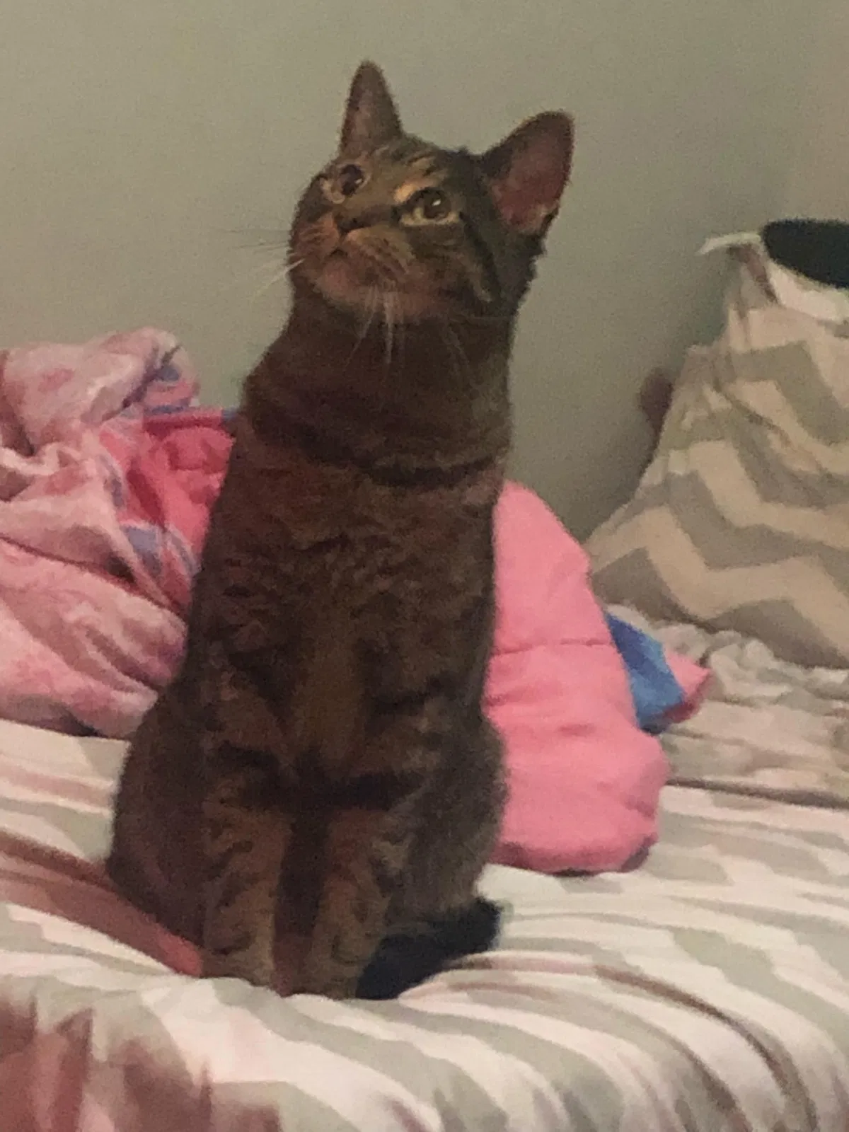 Lost cat in East Stroudsburg, PA, 18301