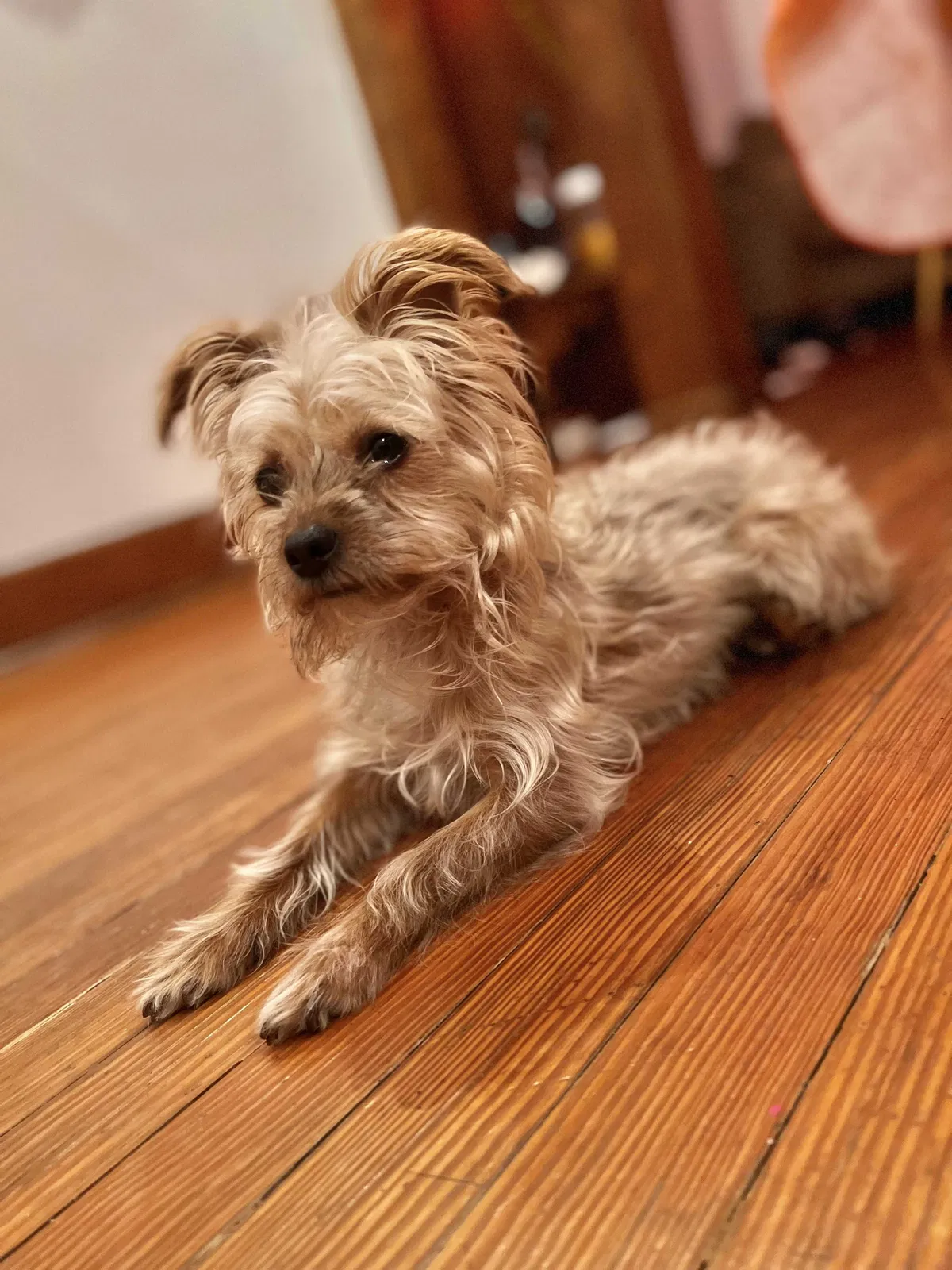 Lost dog in Clifton, NJ, 7011