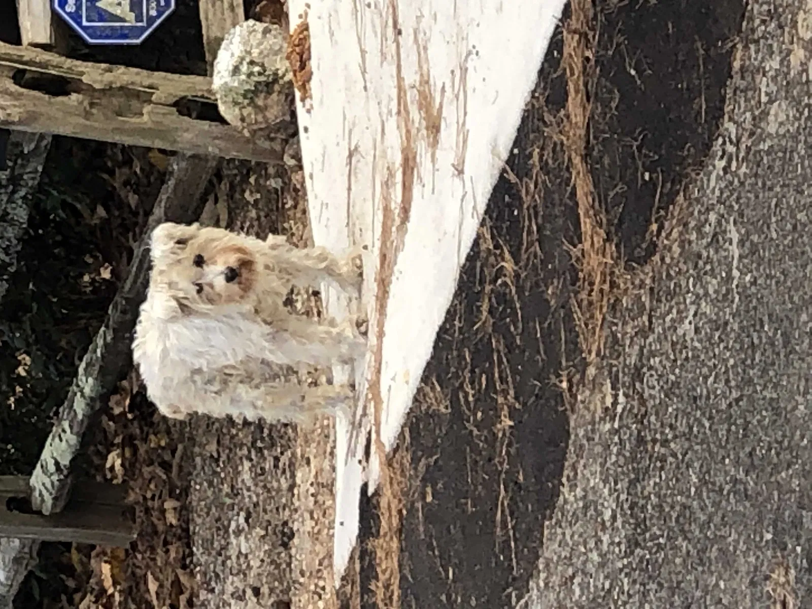 Found dog in Lincoln, AL, 35096