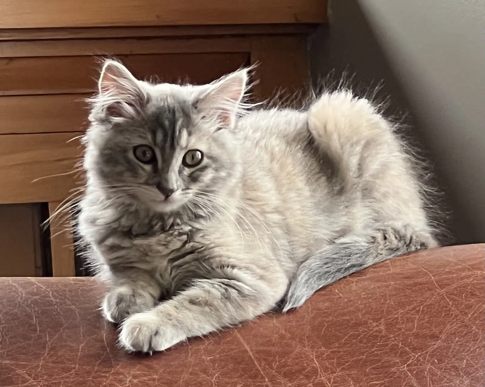 Lost cat in Salt Lake City, UT, 84103