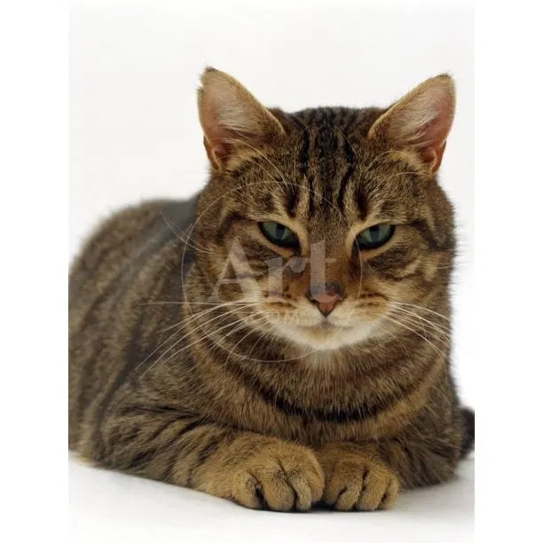 Lost cat in North Little Rock, AR, 72114