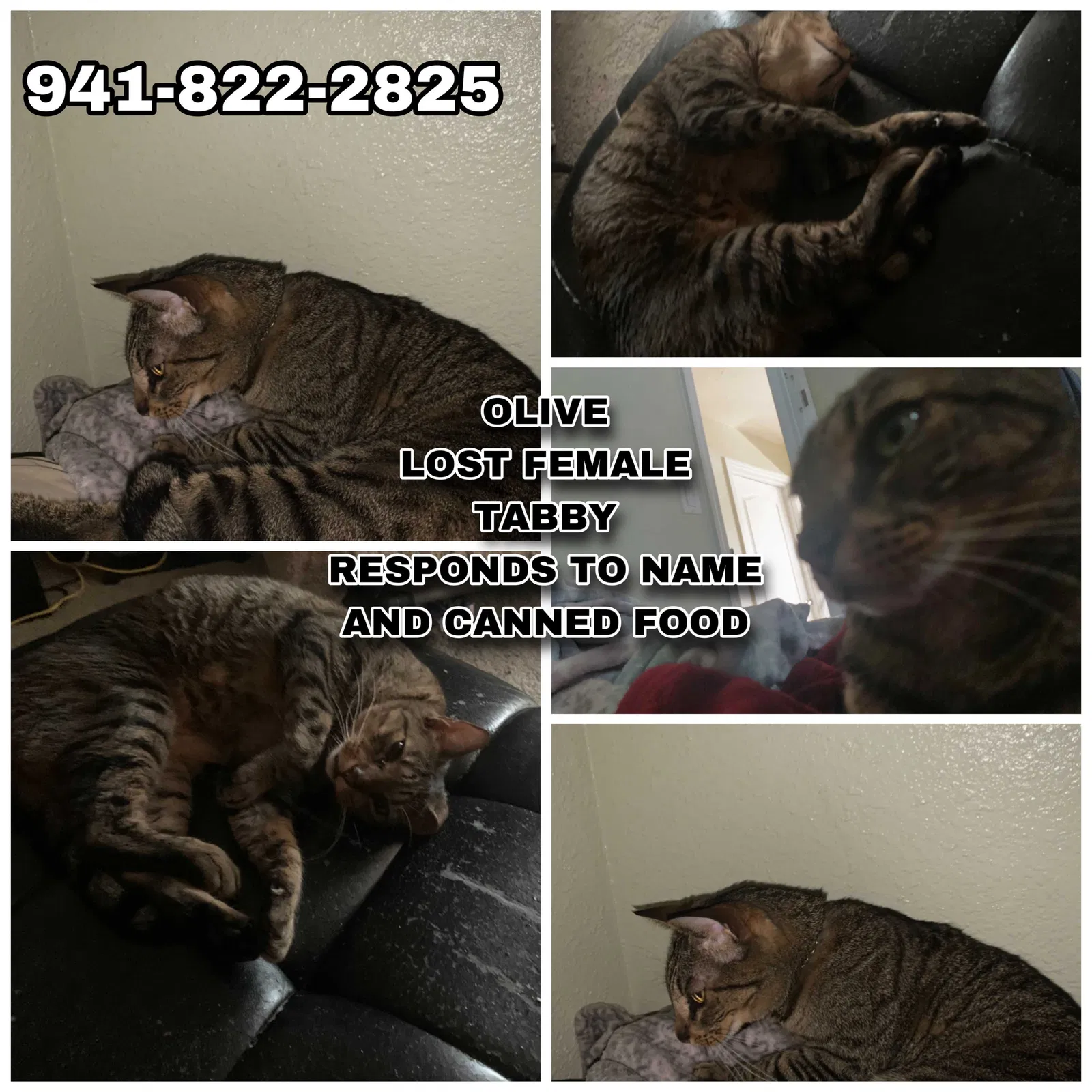 Lost cat in Bradenton, FL, 34203