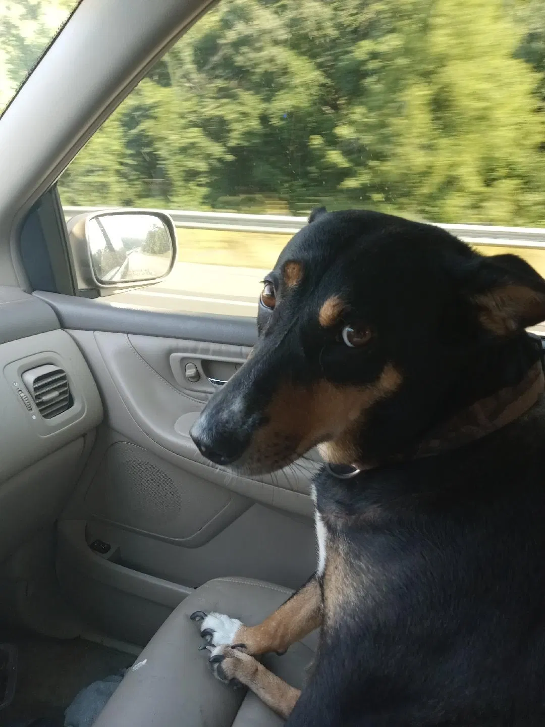 Lost dog in Leeds, AL, 35094