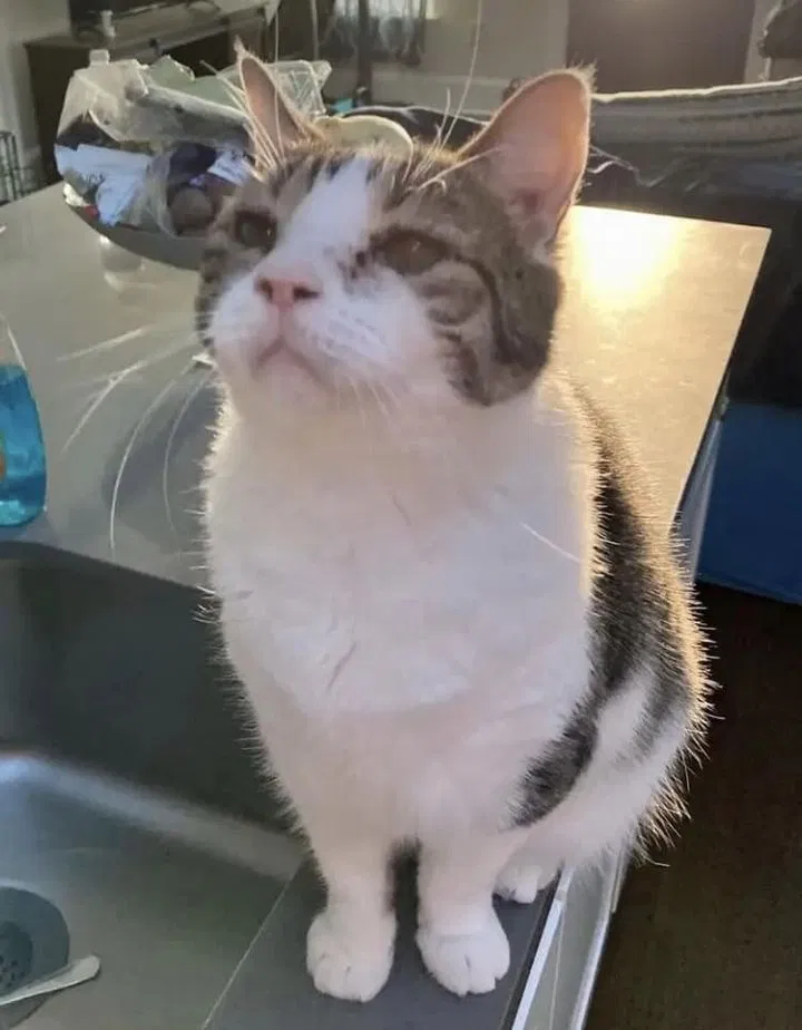 Lost cat in New Orleans, LA, 70122