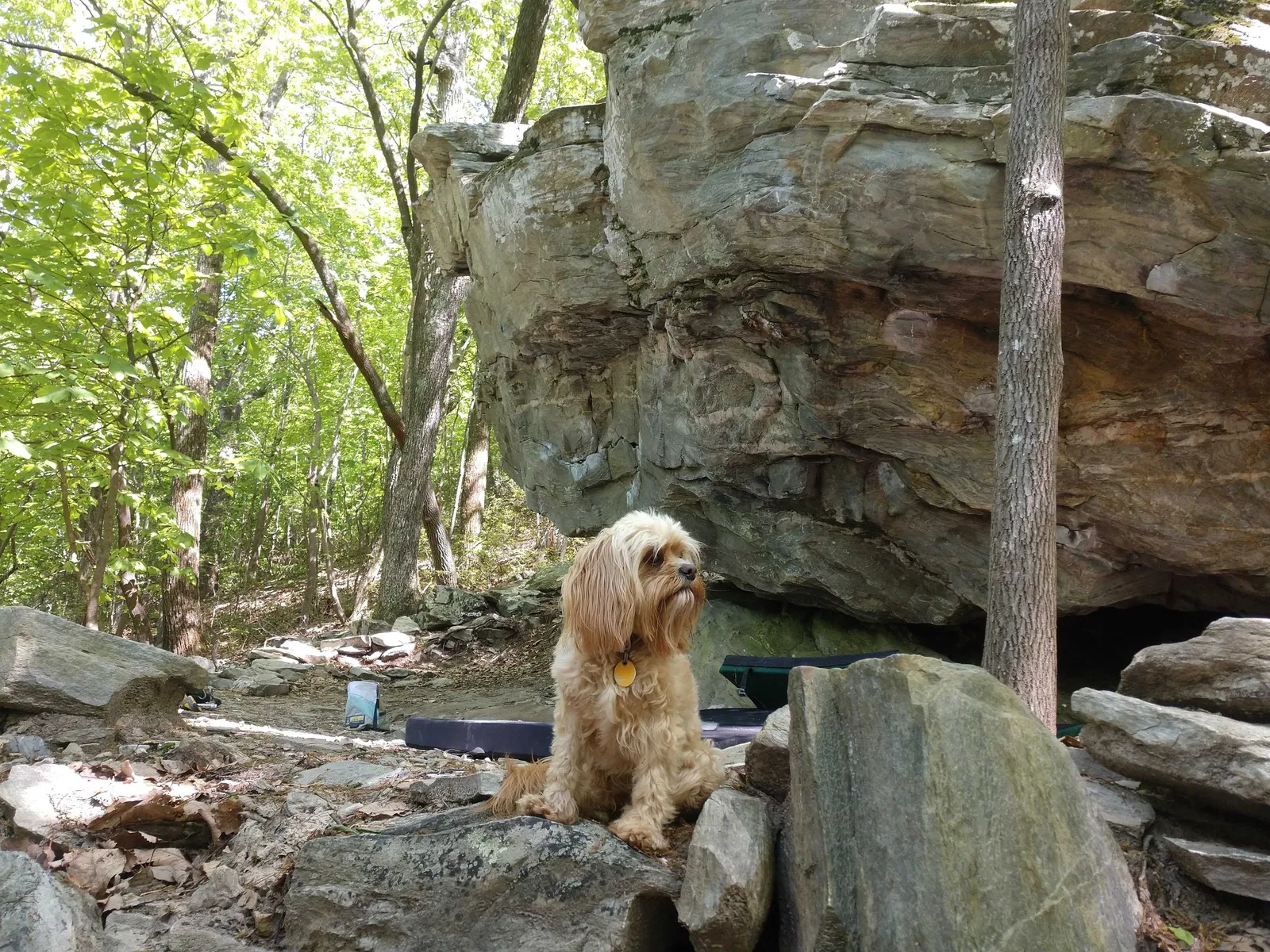 Lost dog in Winston Salem, NC, 27106