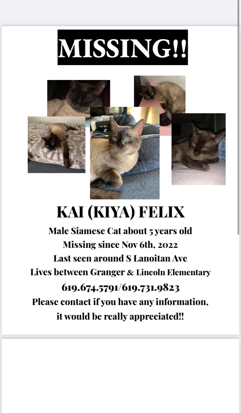 Lost cat in National City, CA, 91950