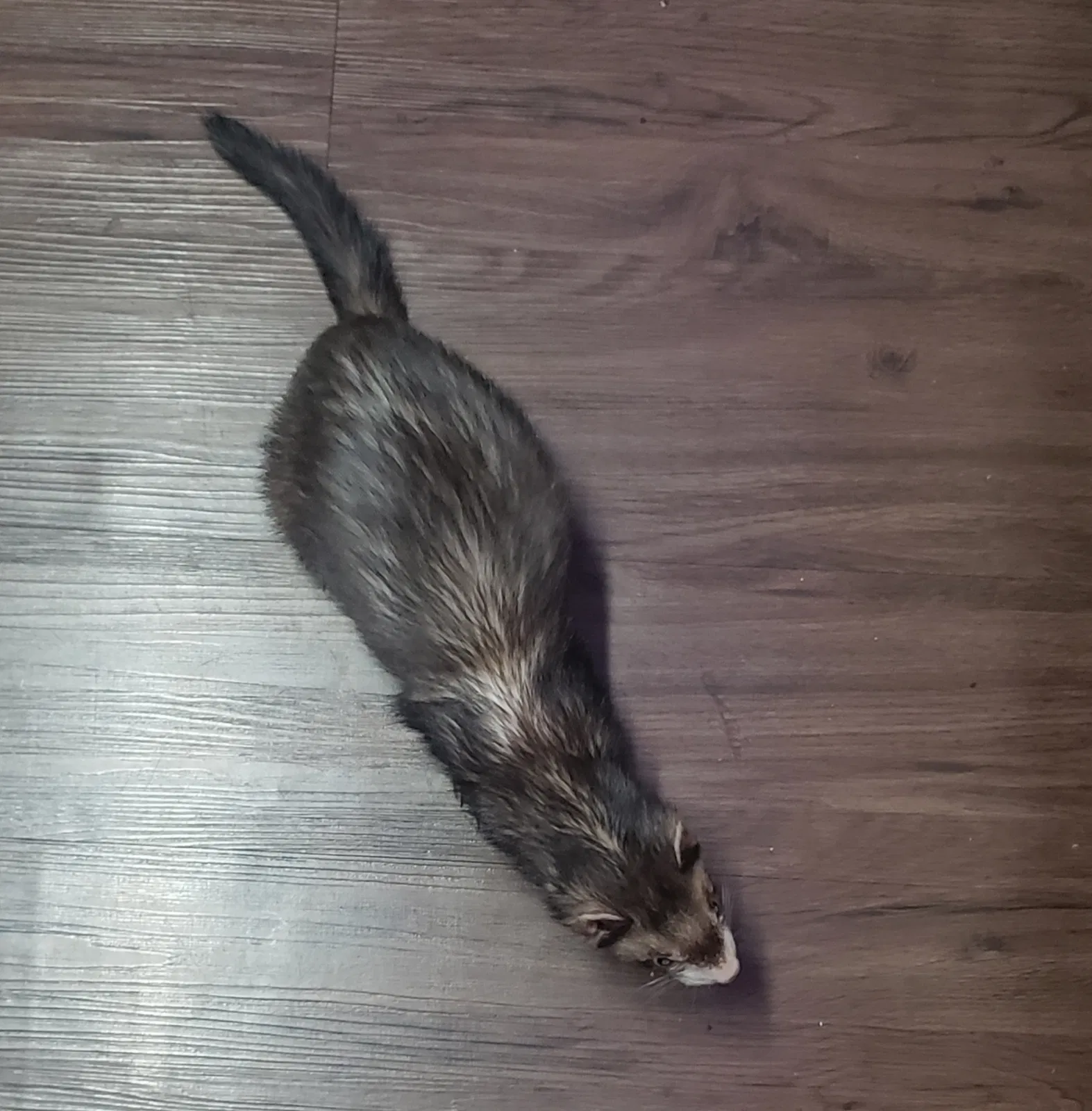 Lost dog in Killeen, TX, 76549