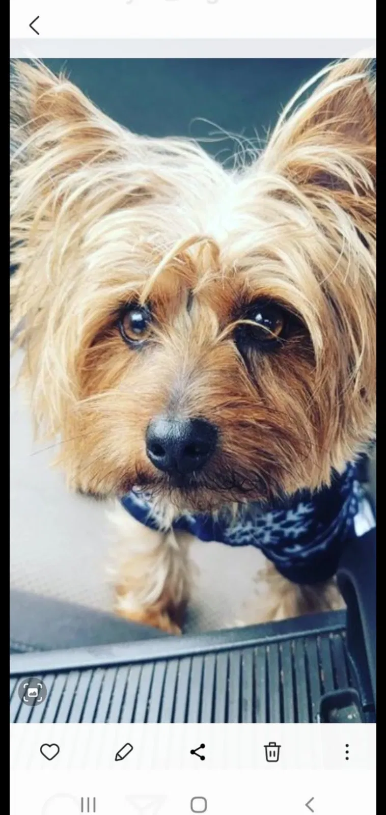 Lost dog in Newark, NJ, 7101