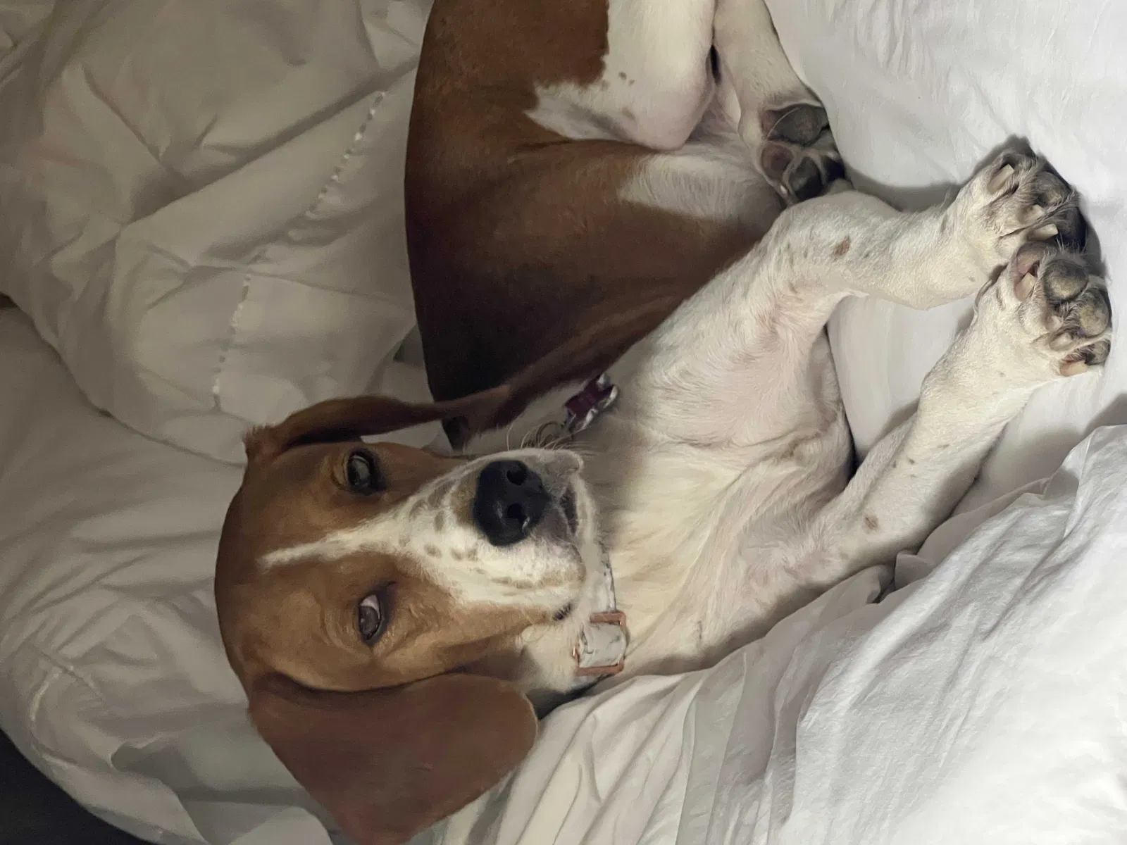Lost dog in Pensacola, FL, 32506
