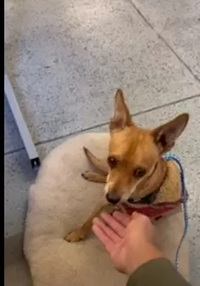 Found dog in Monrovia, CA, 91016