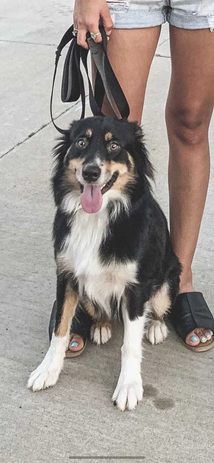 Lost dog in Edmond, OK, 73003