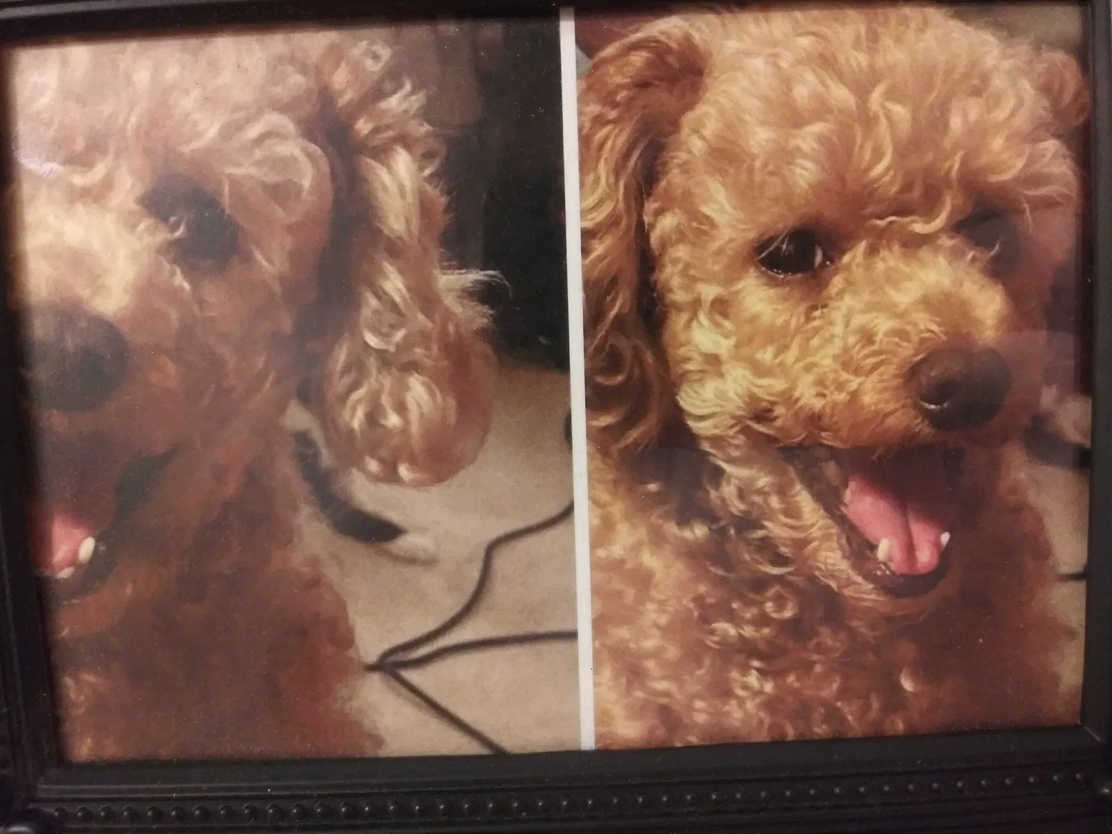 Lost dog in Florence, KY, 41042