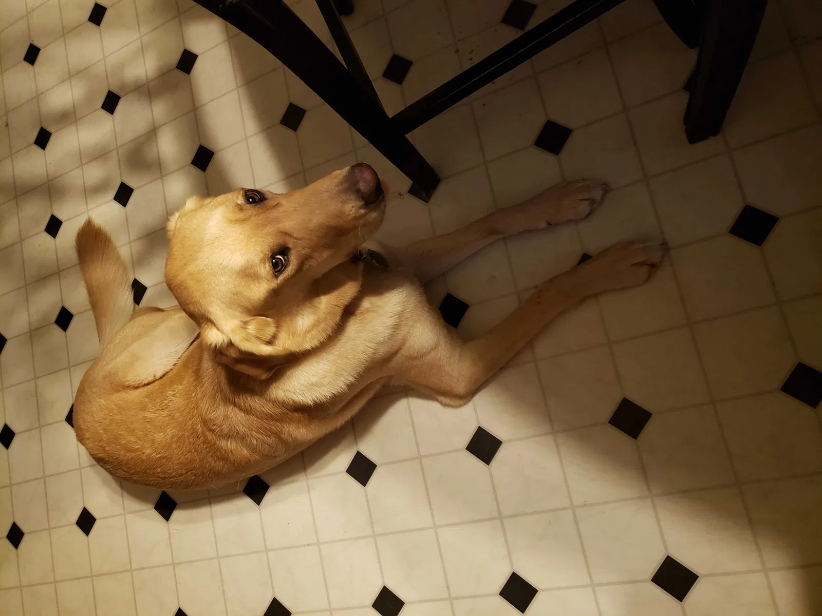 Lost dog in Gold Hill, NC, 28071
