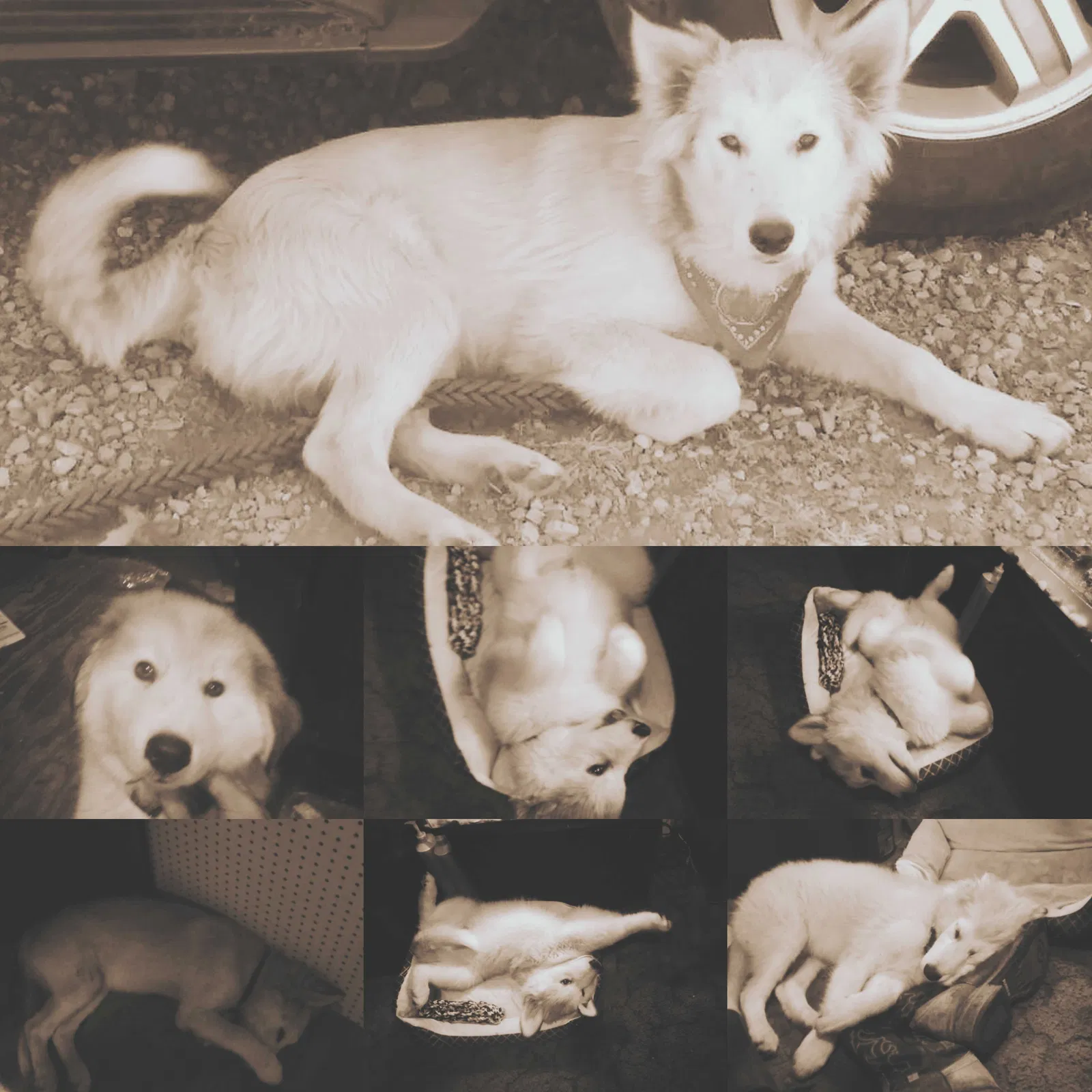 Lost dog in Gadsden, AL, 35901